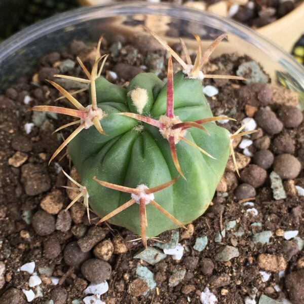 日の出丸 フェロカクタスの育て方 - Now-up 5!